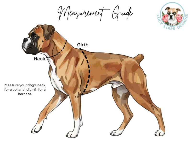 May include: A digital illustration of a brown and white Boxer dog with text reading Measurement Guide, Neck, Girth, and Measure your dog's neck for a collar and girth for a harness. A circular logo with a dog face and flowers is in the corner.
