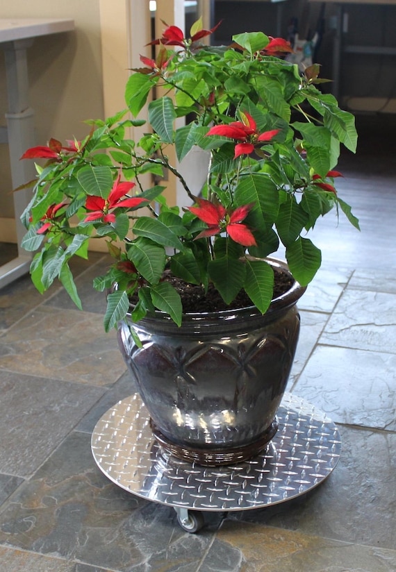 indoor live plant Live Autumn Fern Basket – Compact Shade Plant for Home & Patio