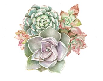 Succulent Watercolor Print - Pastel Assortment