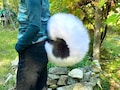 Any Color Husky Fursuit Tail - Curly Bouncy Faux Fur Therian Cosplay
