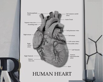 Human heart print, anatomy print, heart illustration, Anatomy poster, Educational poster, Medical poster,