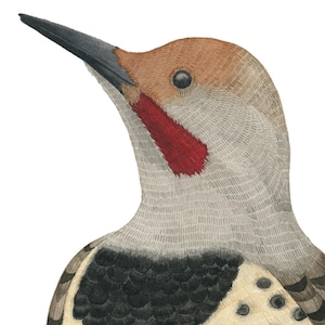 Flicker Art Print, Watercolour Bird Painting