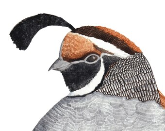 Quail Art Print, Watercolour Bird Painting