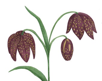 Chocolate Lily Botanical Watercolor Art Print