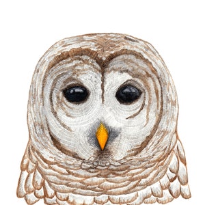 Owl Art Print, Watercolor Bird Painting
