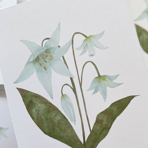 Fawn Lily botanical watercolor painting printed onto a white card. Image is centred on a white cardstock background. Close detail of the card in foreground, multiples of same card in background.