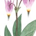 A closer look at the watercolour flower painting which displays fine washes of pink in the blossoms and green leaves.