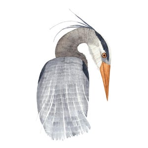 Great Blue Heron Art Print, Watercolour Bird Painting