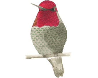 Hummingbird Art Print, Watercolour Bird Painting