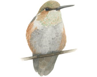 Hummingbird Art Print, Watercolour Bird Painting