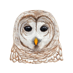 Owl Art Print, Watercolor Bird Painting