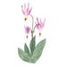 A stem rises through a cluster of five leaves and holds three pink blossoms. Shooting star blooms point towards the ground with dark tips and then orange, yellow, white and a flare of 5-6 pink petals. Watercolour painting has a white background.