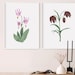 The pink shooting star art print as well as the brown chocolate lily print in white frames hanging on the wall in a modern, minimalist living room.