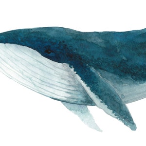 Close up detail of the delicate watercolour painting details of the whale