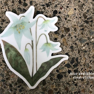 White lily botanical watercolour painting is also available as vinyl sticker. Single sticker resting on a stone background