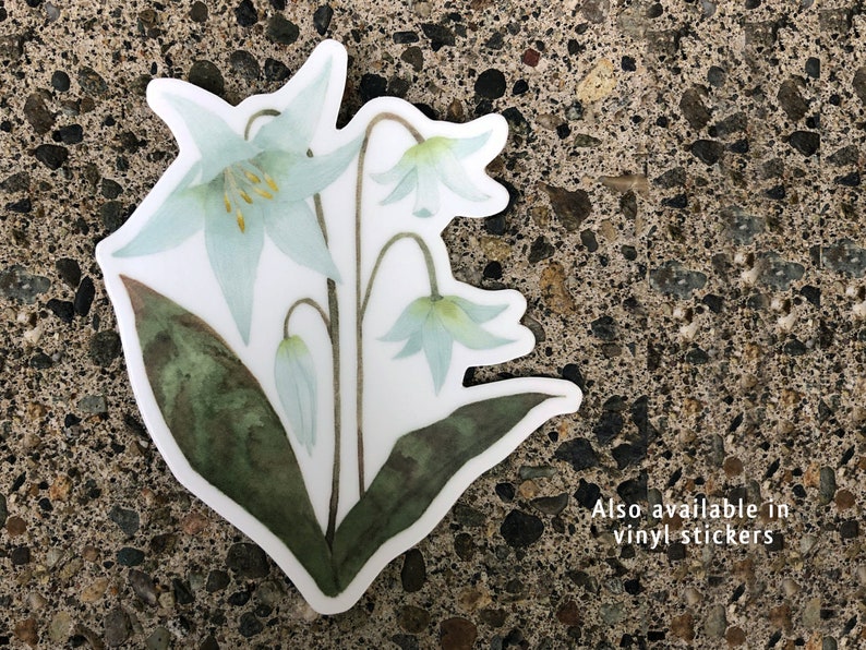 White lily botanical watercolour painting is also available as vinyl sticker. Single sticker resting on a stone background