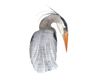 Great Blue Heron Art Print, Watercolour Bird Painting