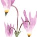 A closer look at the watercolour flower painting which displays fine washes of pink in the blossoms.