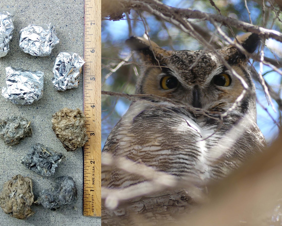 Great Horned Owl Pellets Etsy