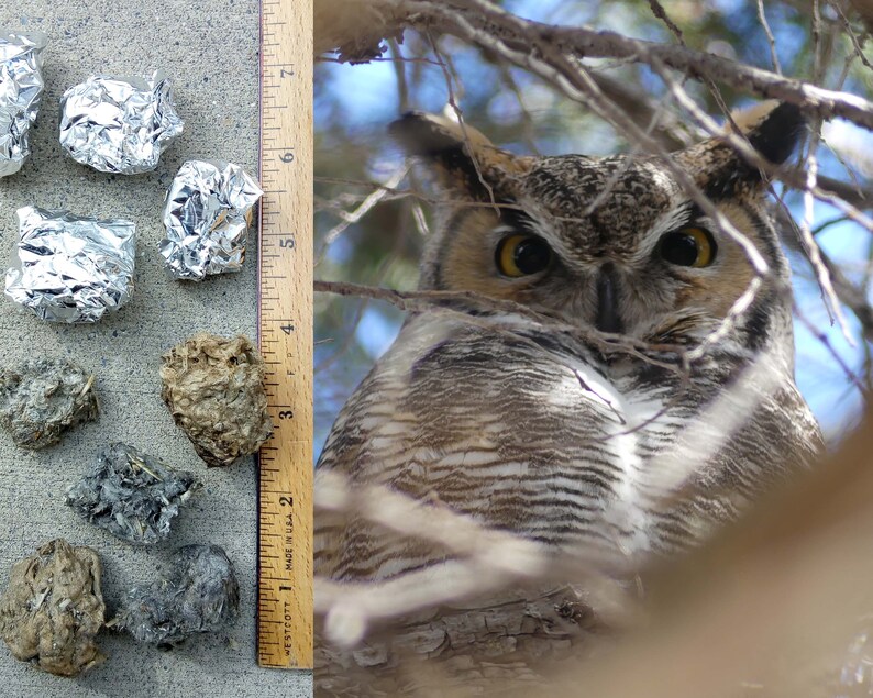 Great Horned Owl Pellets Etsy
