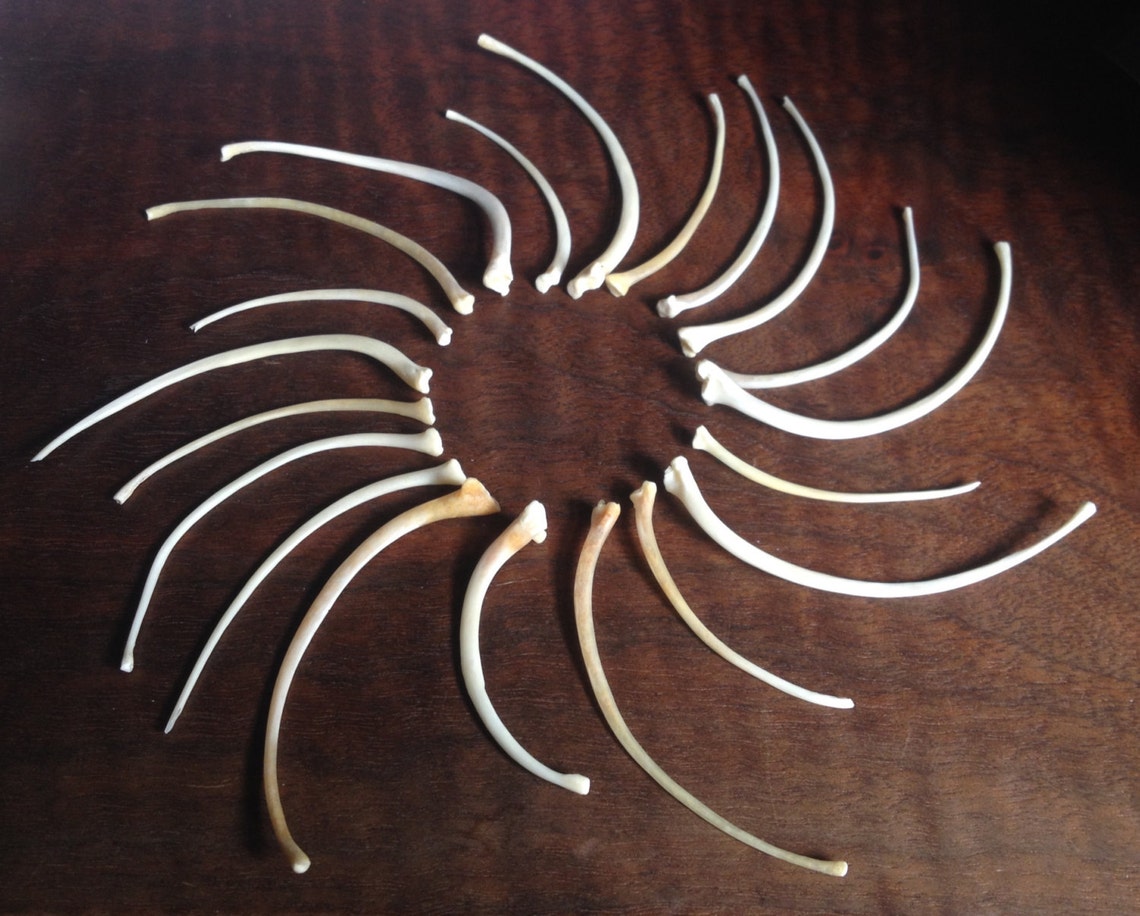 Python Ribs, Snake Rib Bone, Natural Bones, Genuine, Authentic, Raw ...