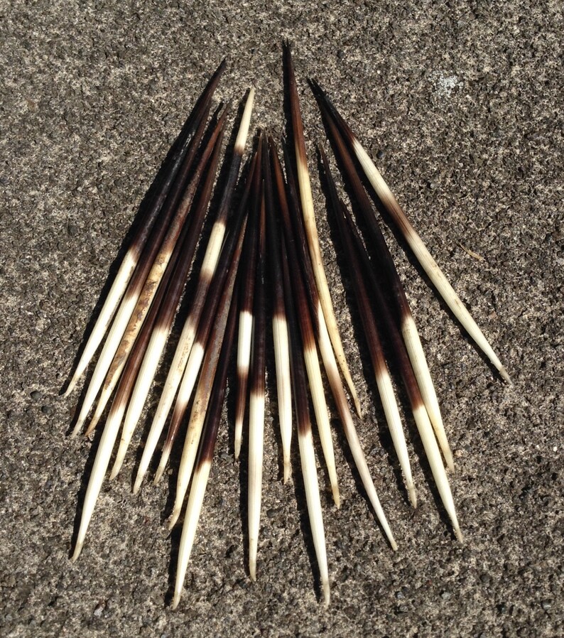 African porcupine quills genuine real natural 8ga 7ga 3.5mm Etsy