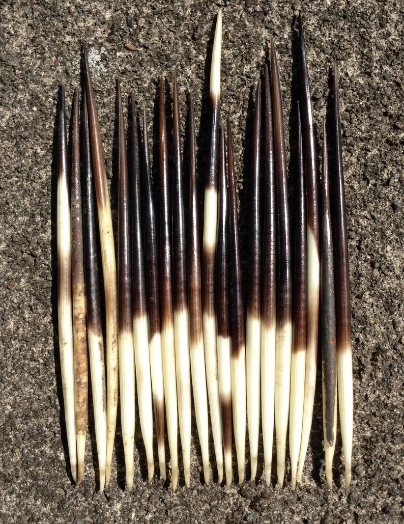 African porcupine quills genuine real natural 8ga 7ga 3.5mm Etsy