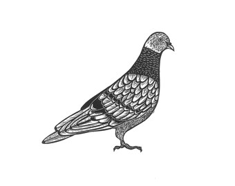 May include: A black and white line drawing of a pigeon with detailed feathers. The pigeon is facing right and has its head tilted slightly to the side.