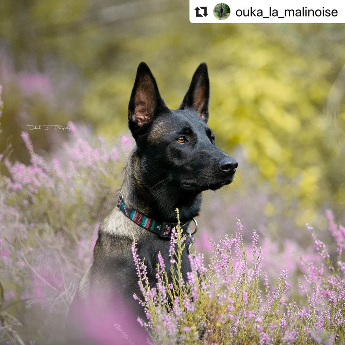 Collier Chien Réglable - Noir Aztèque Motifs Amérindiens/Collier Petit Grand Chien