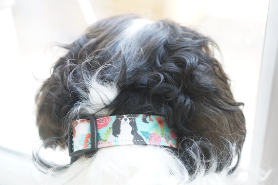 Cavalier King Charles Spaniel Dog Collar