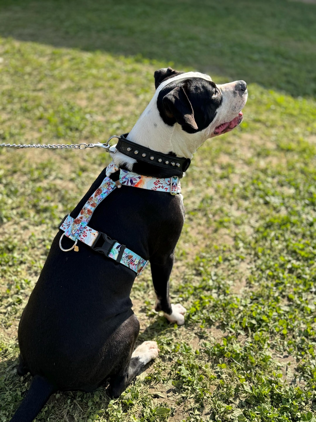 Adjustable Dog Harness Spring Fox Flowers UK