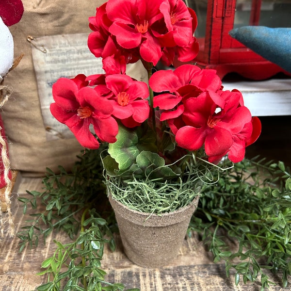 Geranium in Peat Pot