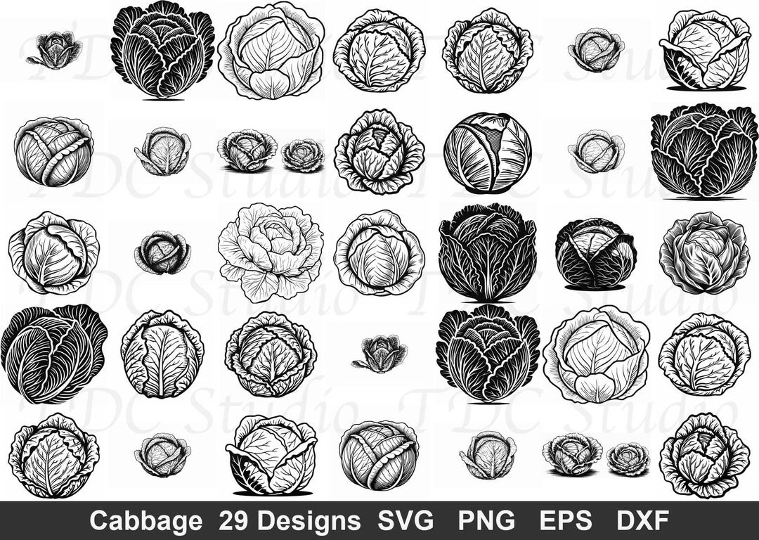 Cabbage SVG Bundle (29 Designs) - Lettuce PNG, Garden Vegetable ...