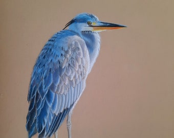 Originele kleurpotlood/pasteltekening grijze reiger