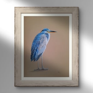 Kunstdruck von Original Zeichnung Graureiher