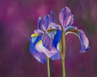 Art Print Iris Flower Blossom Drawing ~ Fine Art Print ~