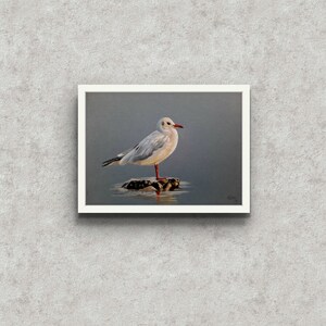 Carte de voeux mouette dessin réaliste tirage d'art