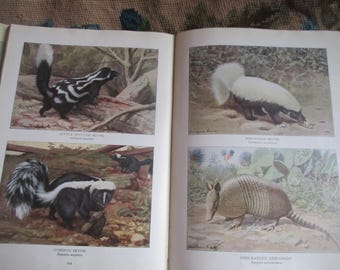 1918 National Geographic book, Wild mammals of North America, incredible illustration, watercolor, naturalist reference, excellent condition