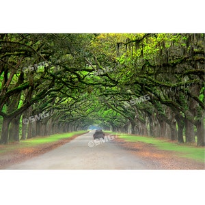 Savannah Georgia Photos, Southern Plantation, Tree Canopy, Morning Fog, Tree-Lined Road, Fine Art Photography, Canvas Print, Metal Picture