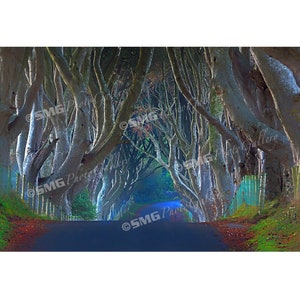 The Dark Hedges, King&#39;s Road, N. Ireland, Tree Tunnel, Home Decor, Wall Art, Travel Photo, Fine Art Photography, Canvas, Metal, Matted Print