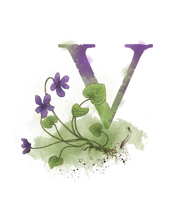 Letter V Violet Nature Alphabet Art 8 5 X 11 Etsy