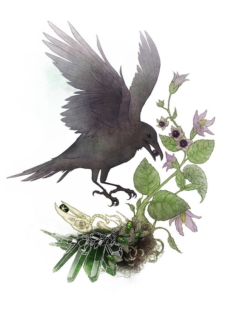 8.5 x 11 Nature Art Print raven bird bones gemstones crystals botanical belladonna deadly nightshade gothic Crow Life and death cycle