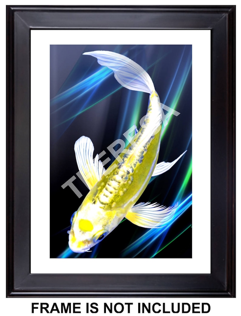 Twilight In Koi Pond >> Free Shipping Tancho Kin Kikokuryu Koi Giclee Print 12 Etsy Twilight In Koi Pond >> Free Shipping Tancho Kin Kikokuryu Koi Giclee Print 12 Etsy