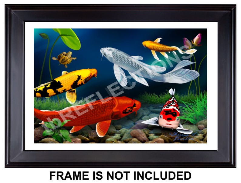 Twilight In Koi Pond >> Free Shipping Koi Fish Giclee Print 18 X 12 Of Etsy Twilight In Koi Pond >> Free Shipping Koi Fish Giclee Print 18 X 12 Of Etsy