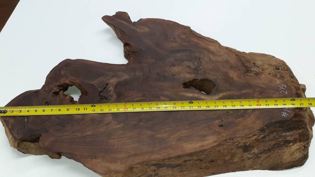Pacific Black Walnut Stump Root Slice. Stump Creature Line. Extreme