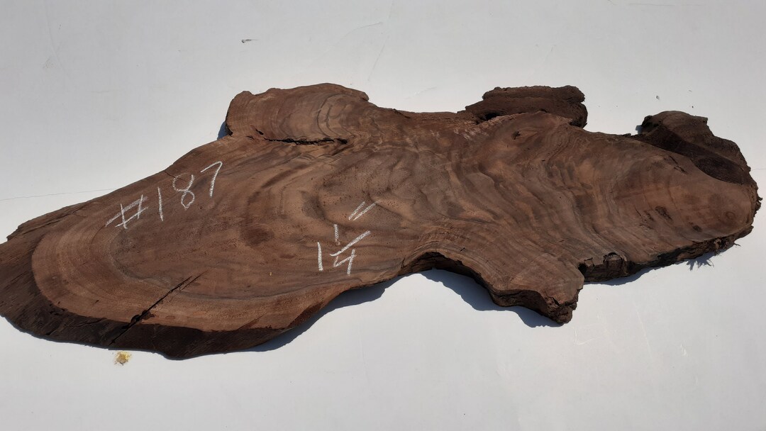 Pacific Black Walnut Stump Root Slice. Stump Creature Line. Etsy