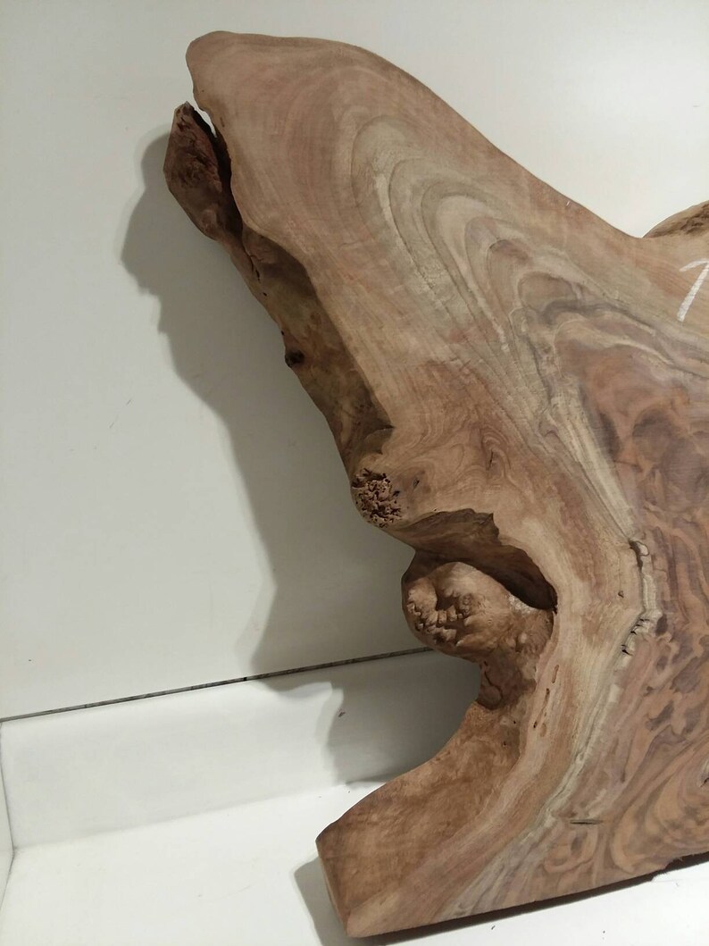table live edge ROOT slab burl Pacific Black Walnut taxidermy wall art