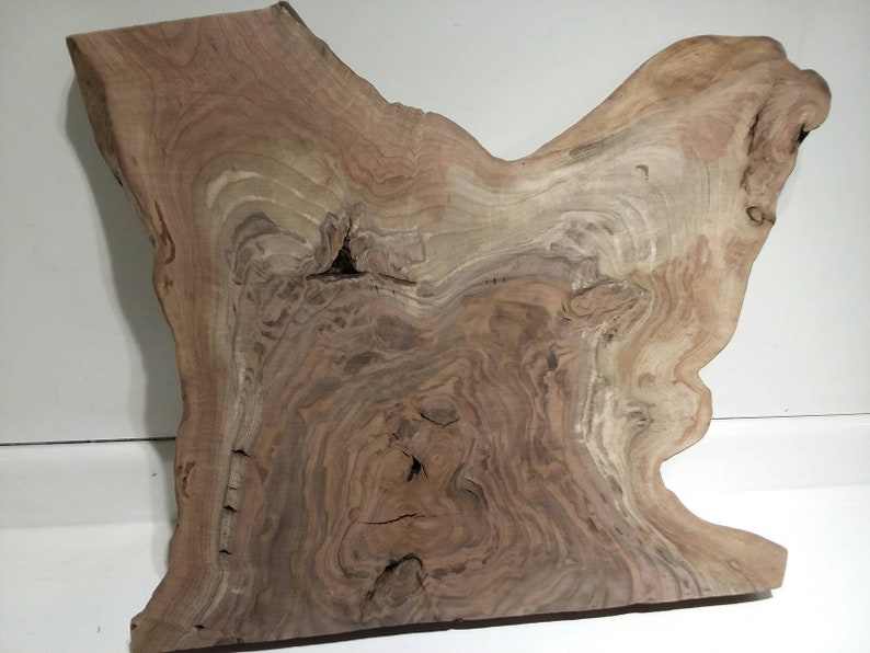 table live edge ROOT slab burl Pacific Black Walnut taxidermy wall art