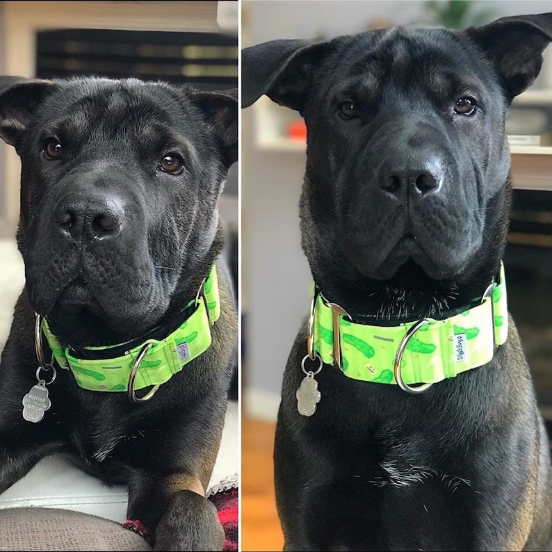 Flying Pickles Dog Collar Martingale Dog Collar Clip Etsy