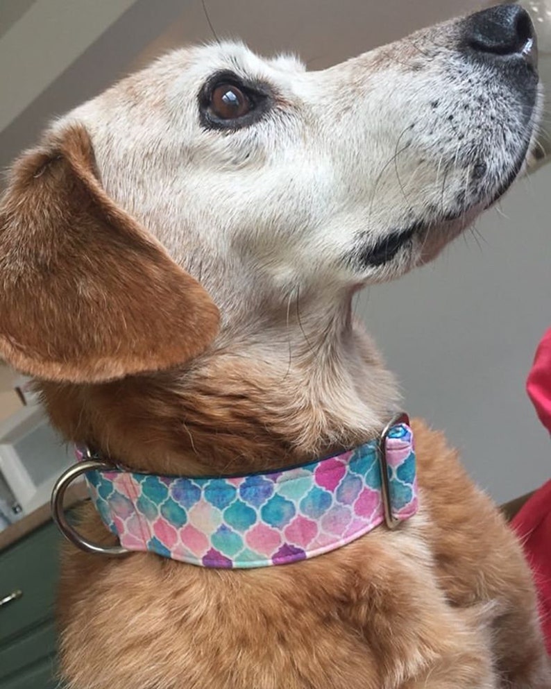 Mosaic Dog Collar Martingale Dog Collar Clip Collar Dog Etsy